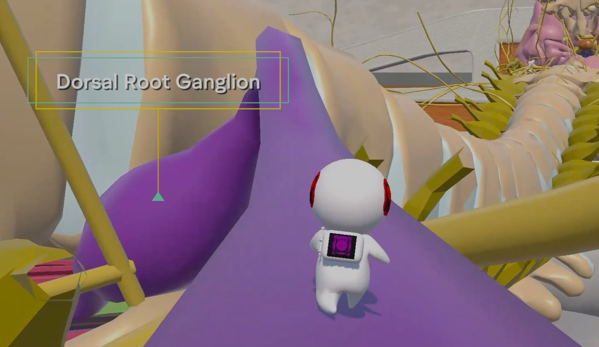 Level 2 — dorsal root ganglion