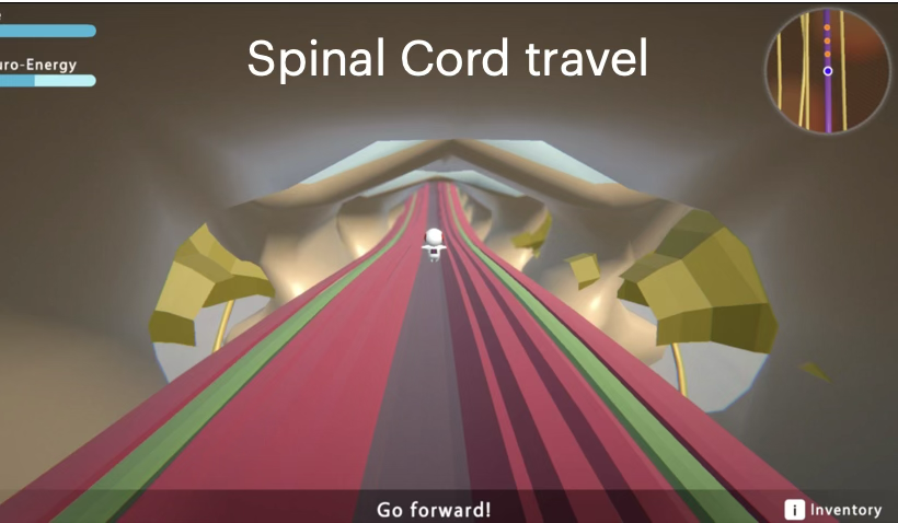 Level 2 — spinal cord