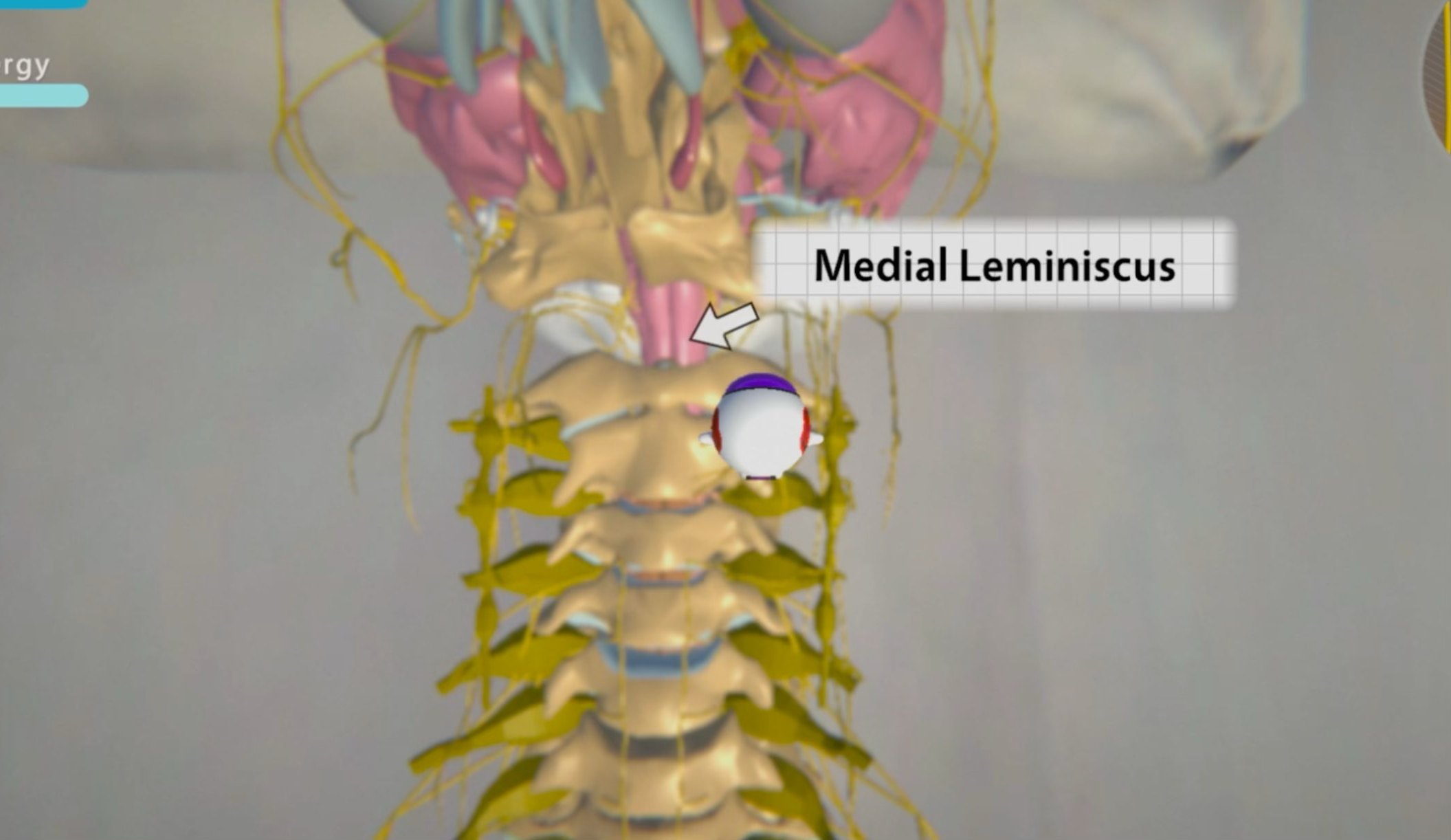 Level 2 — medial lemniscus