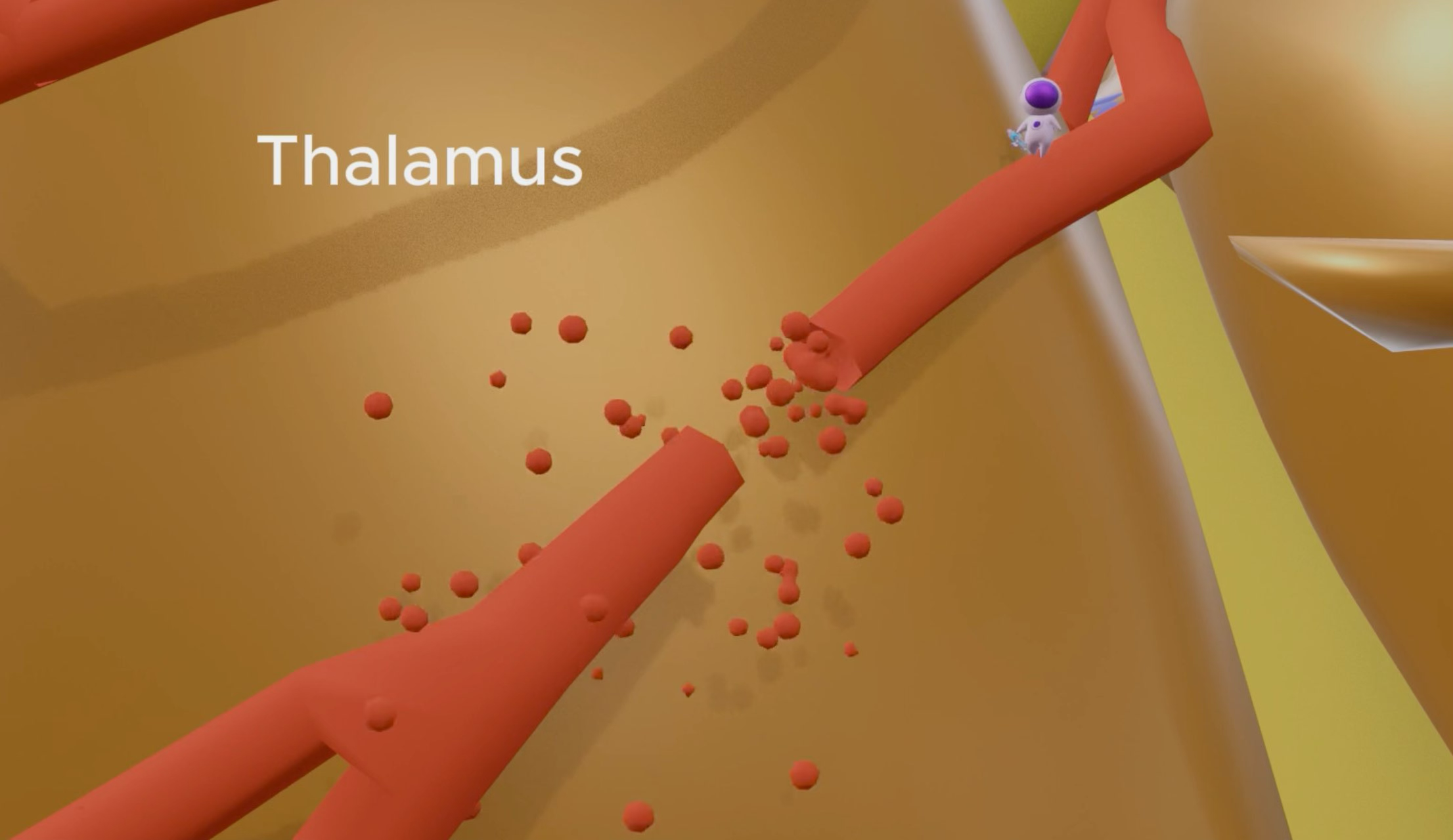 Level 2 — thalamus