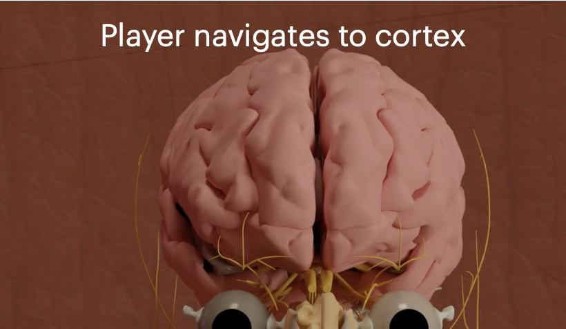 Level 3 — cortex