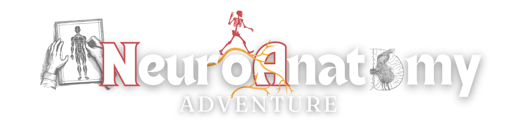 Neuroanatomy Adventure